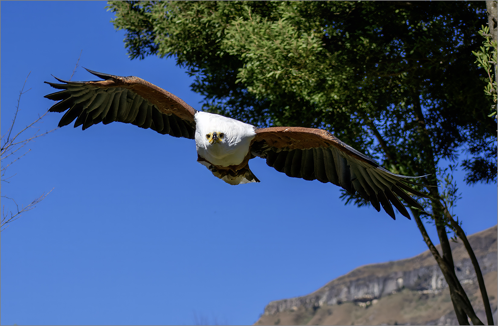 Eagle Eyed