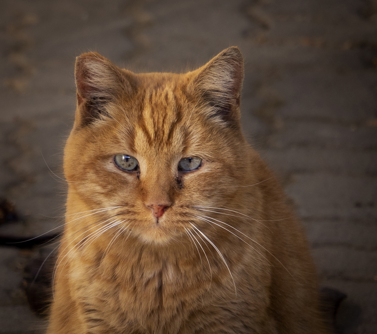 Ginger