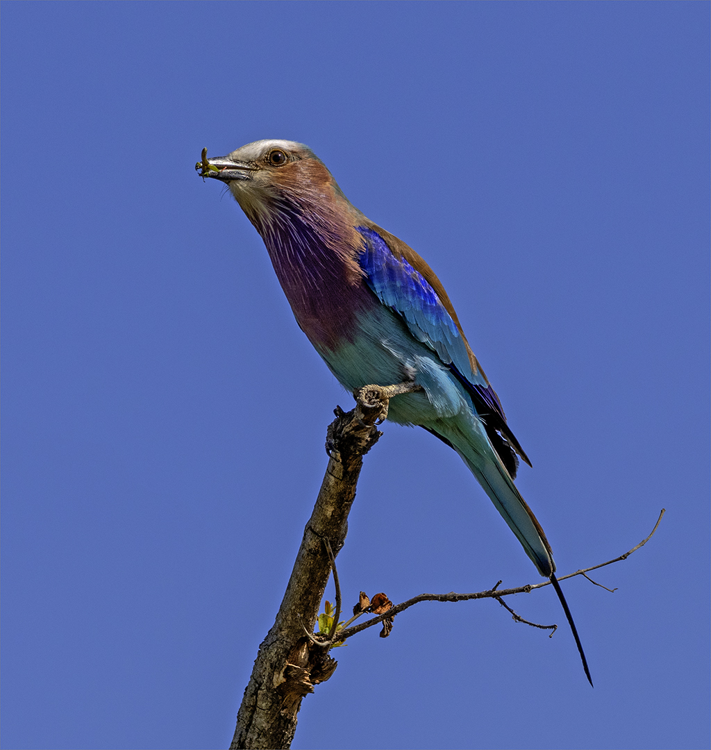 Lilac Breasted Roller
